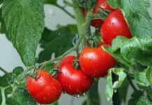 Wenn Wanzen die Tomaten retten Tomaten