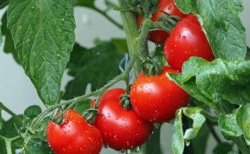 Wenn Wanzen die Tomaten retten Tomaten