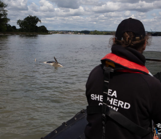 Der Orca-Wal in der Seine ist tot