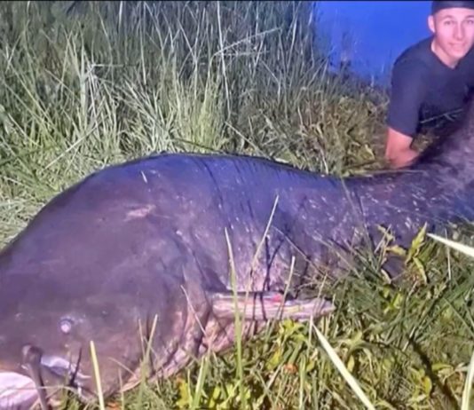 Ungewöhnlich: Ein Monsterfisch aus den Gewässern der Rhône geangelt