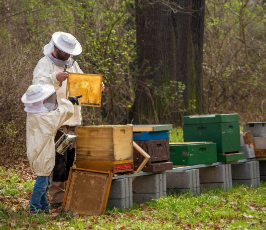In Frankreich bedroht die Dürre auch Bienen und die Honigernte