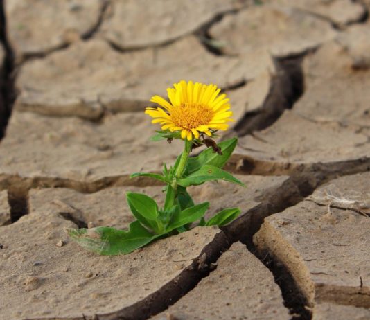 Trockenheit: Frankreich befindet sich in einer „kritischen Phase“ der Klimakrise Trockenheit