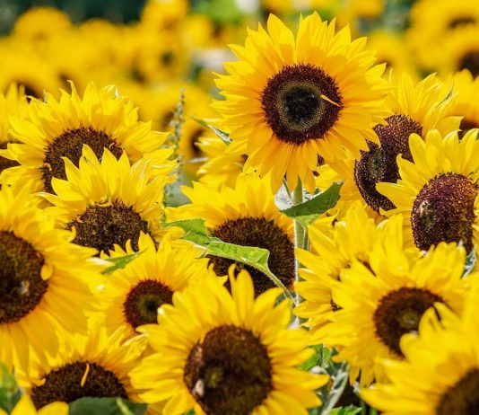 Hauts-de-France: Genossenschaft begann schon vor zwei Jahren mit Anbau von Sonnenblumen