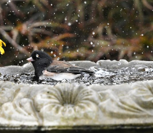 Hitzewelle: Stellen Sie auf Ihrer Terrasse oder in Ihrem Garten eine Tränke für durstige Vögel auf