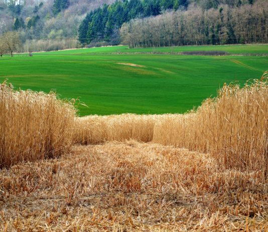 Bioethanol im Tank: Ansturm auf die Umrüstungssets
