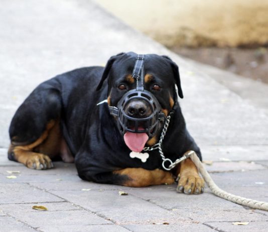 Zweijähriges Mädchen wird von einem Rottweiler angegriffen und schwer verletzt