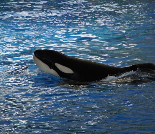 Orca-Wal in der Seine: Das Tier soll nun doch eingeschläfert werden