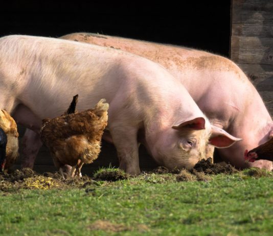 Afrikanische Schweinepest: Ausbruch in Deutschland nahe der französischen Grenze