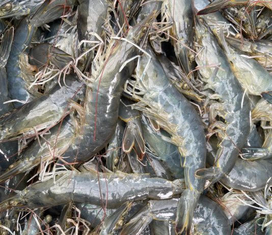 Biodiversität: Ab dem 2. Mai beginnt die Überfischung vor den Küsten Frankreichs