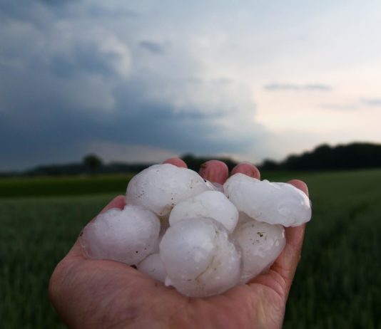 Unwetter: Hagel verursachte schwere Schäden in den französischen Weinbergen