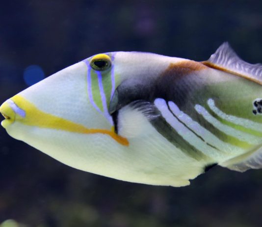 Mittelmeer: Der „Drückerfisch“ beisst Badegäste an der Côte d’Azur Picasso-Drückerfisch