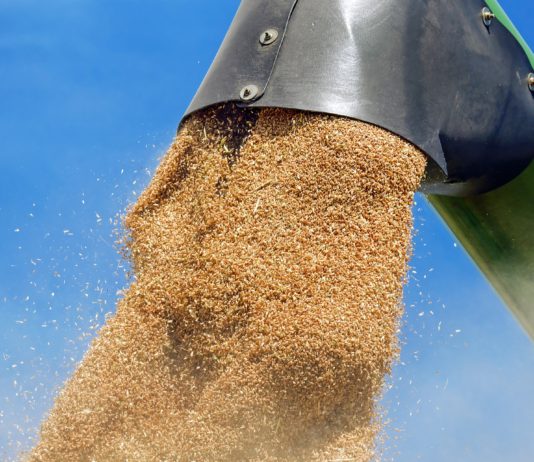 Frankreich liefert Saatgut an die Ukraine und hilft beim Getreidetransport Getreide