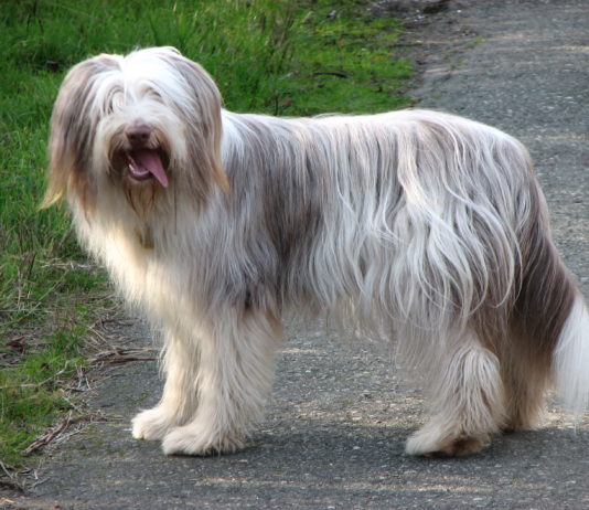 Hund findet nach zehn Jahren und über 500 km Entfernung seine Besitzer wieder Bearded_Collie