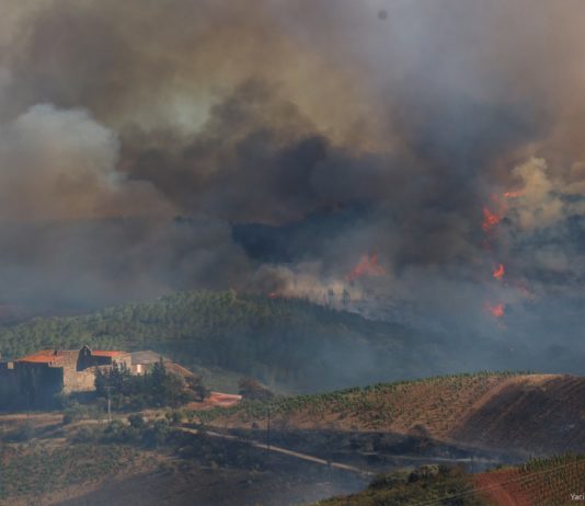 Pyrénées-Orientales: Feuer in der Nähe von Perpignan zerstört 150 Hektar Vegetation Feuer_Calce