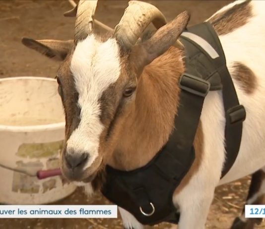 Brände in der Gironde: Bewohner retten Tiere vor den Flammen Gerettete_Tiere