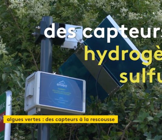 Sensoren an bretonischen Stränden messen die Toxizität von Grünalgen Schwefelwasserstoffsensoren