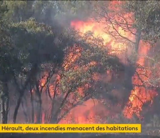 Brände: Großbrand im Département Hérault beunruhigt die Anwohner Waldbrand_Herault