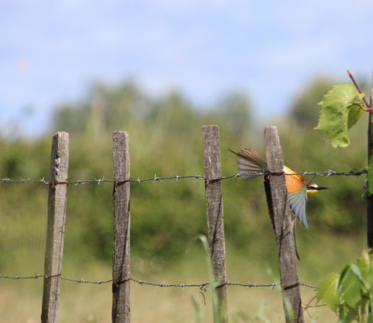 Globale Erwärmung: In der Camargue zerstört Salz die Weinberge in einem nie zuvor beobachteten Ausmaß Wein_Camargue