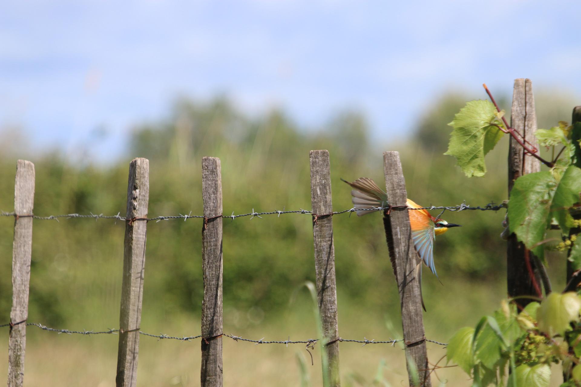 Globale Erwärmung: In der Camargue zerstört Salz die Weinberge in einem nie zuvor beobachteten Ausmaß