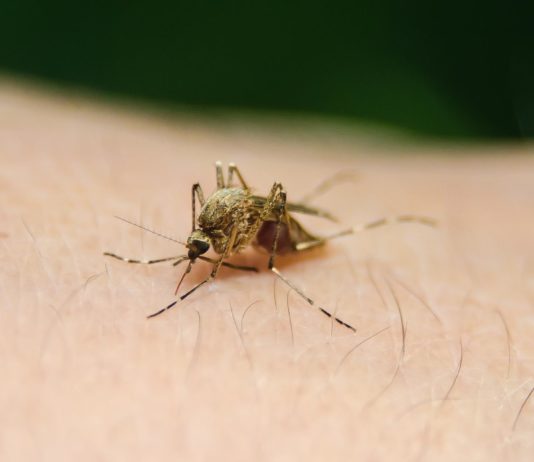 Mücken: An der Küste von Grau-du-Roi werden Touristen von Stechmücken geplagt Mücke