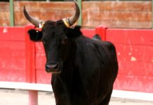 Gard: Ein Stier dringt in ein Haus ein und verletzt den 87-jährigen Bewohner schwer Camargue-Stier