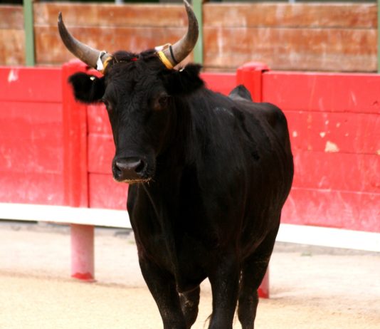 Gard: Ein Stier dringt in ein Haus ein und verletzt den 87-jährigen Bewohner schwer Camargue-Stier
