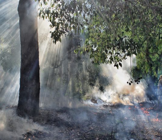 Brände in der Gironde: Es wird noch Wochen dauern, bis sie vollständig gelöscht sind Glutnester_Waldbrand