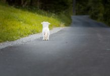 Urlaub, Koffer, Hund im Straßengraben – Warum die Sommerzeit zum Alptraum für Haustiere wird Hund_ausgesetzt