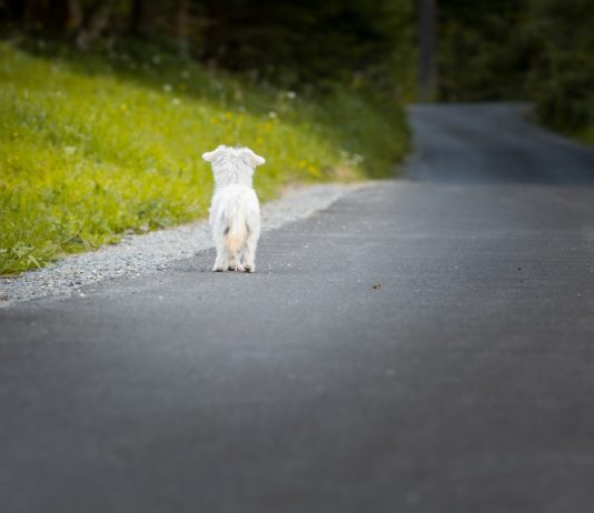 Ausgesetzte Tiere: Tierschutzverein spricht vom „schlimmsten Wochenende des Jahres“ Hund_ausgesetzt