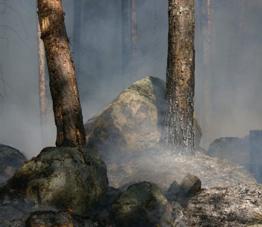 Brände in der Gironde: Die Wiederherstellung des verbrannten Waldes wird mindestens ein halbes Jahrhundert dauern verbrannter_Wald