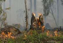 Flammenalarm in der Vendée: Rund 80 Hektar Vegetation an nur einem Tag verbrannt Waldbrand