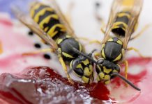 Mit diesen Tricks kann man Wespen von unseren Tischen fernhalten Wespen_Marmelade