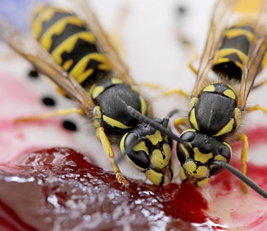 Mit diesen Tricks kann man Wespen von unseren Tischen fernhalten Wespen_Marmelade