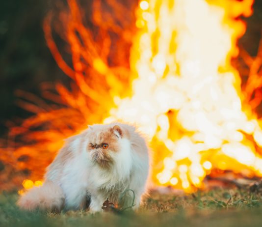 Brände im Südwesten: Feuer noch nicht unter Kontrolle aber Rettung der Haustiere wird organisiert Katze_Feuer