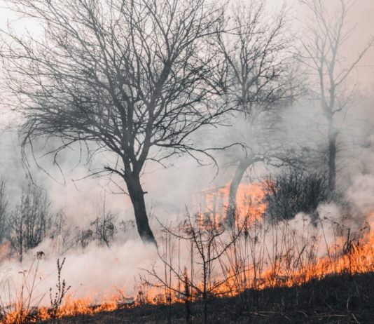 Frankreich brennt: Diese Regionen sind am stärksten von Waldbränden bedroht Waldbrand_Buschbrand