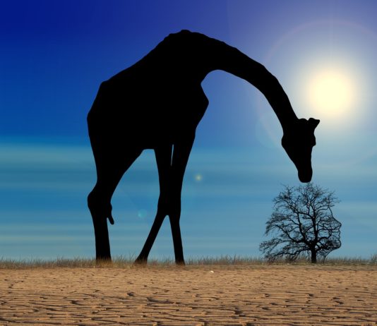 Hitze aus Nordafrika: Auch in der kommenden Woche Spitzenwerte von 38°C in Frankreich Hitze_aus_Afrika