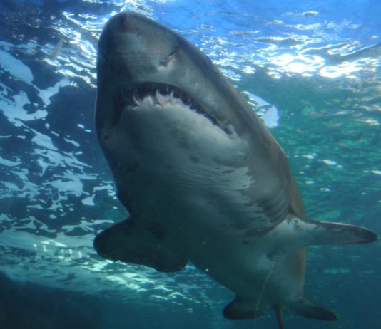 Ägypten: Österreicherin wird von Hai angegriffen und tödlich verletzt Haiangriff