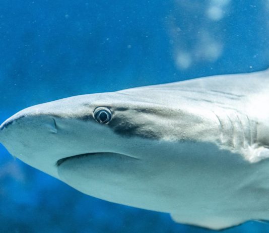 2-Meter-Hai schwimmt vor den Stränden von Hyères Haifisch