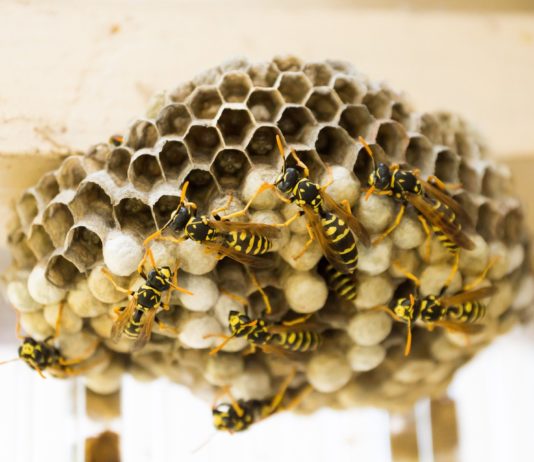 Sommer 2022: Die Wespen stürmen Gärten und Terrassen Wespennest