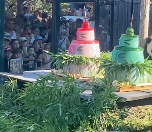 Im Zoo von Beauval feiern die Pandazwillinge Huanlili und Yuandudu ihren ersten Geburtstag Panda_Geburtstag