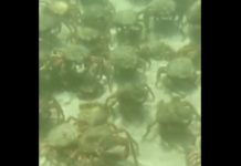 Großbritannien: Tausende Meeresspinnen belagern die Strände Cornwalls Seespinnen