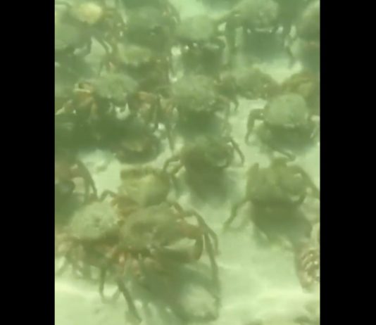 Großbritannien: Tausende Meeresspinnen belagern die Strände Cornwalls Seespinnen