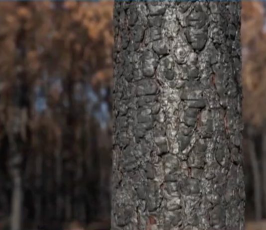 Feuer in der Gironde: Lage stabilisiert sich am Samstag Verbrannter_Baum