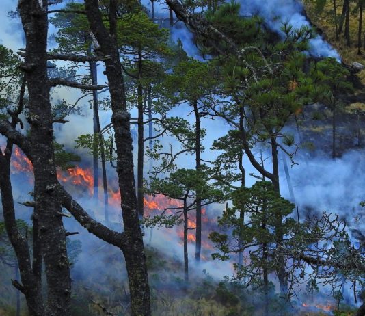 Landes: Erneut müssen Bewohner wegen der Flammen evakuiert werden Waldbrand0108