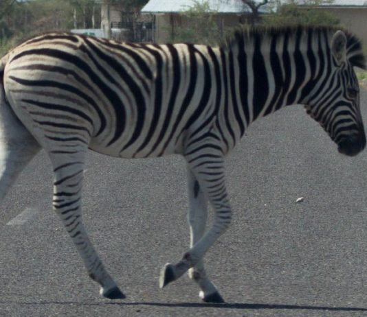 Baskenland: Das wilde Rennen eines Zebras auf der Autobahn Zebra