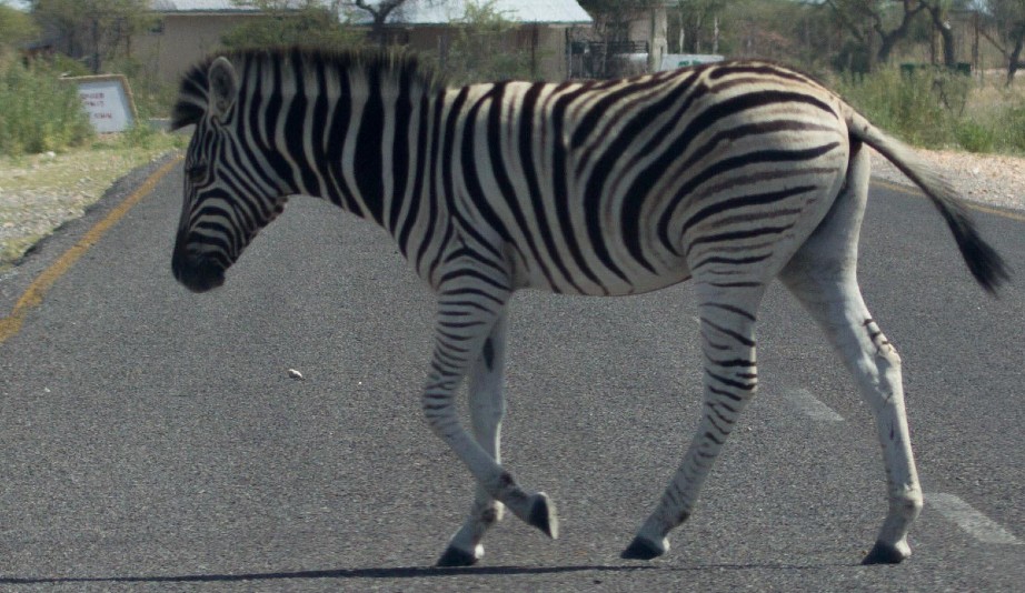 Baskenland: Das wilde Rennen eines Zebras auf der Autobahn