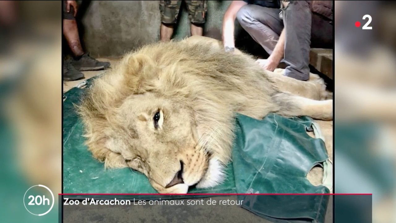 Gironde: Die Tiere des Zoos von Arcachon sind wieder zu Hause
