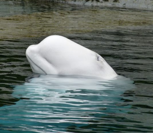 Mysteriöses Meerestier in der Seine: Nach ersten Erkenntnissen handelt es sich um einen Belugawal Belugawal