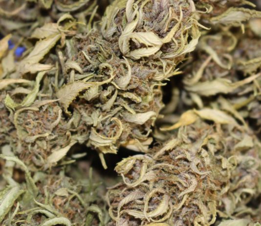 Mehr als eine Tonne Cannabisharz in einem Lastwagen beschlagnahmt – 5 Verdächtige festgenommen Cannabis