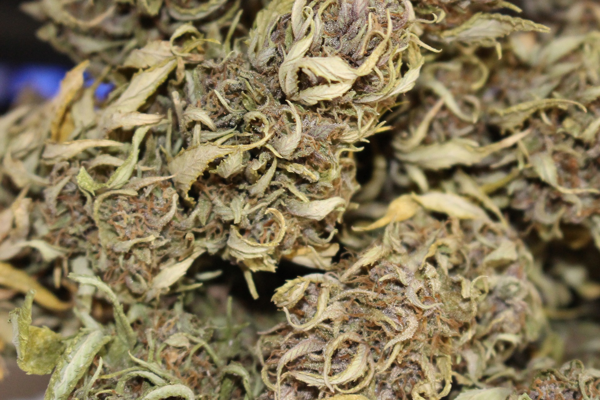 Mehr als eine Tonne Cannabisharz in einem Lastwagen beschlagnahmt - 5 Verdächtige festgenommen